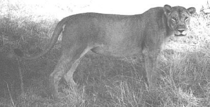 16. Bob Loved Game Photography